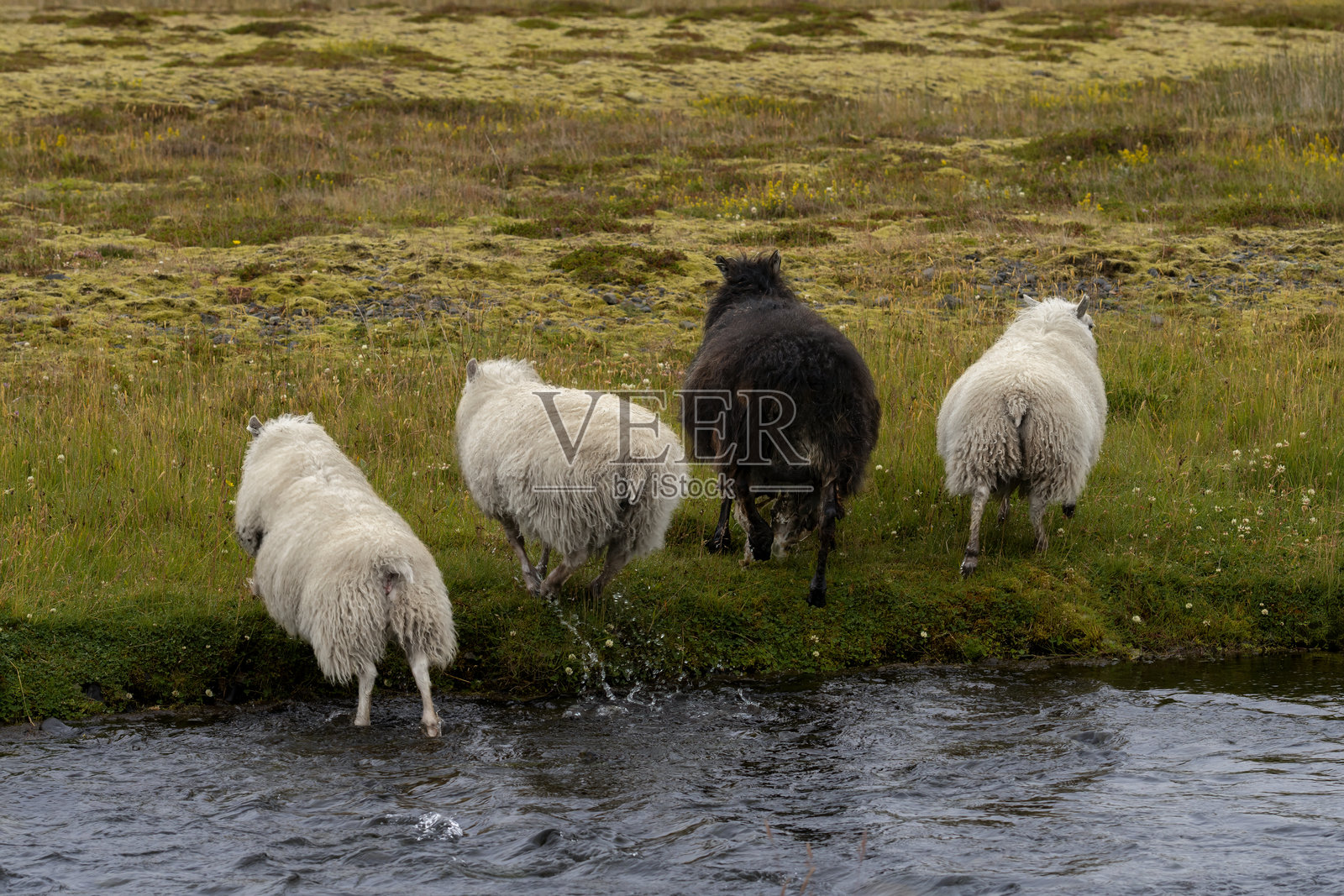 冰岛羊。 在冰岛的公牛屋峡谷(Nauthúsagil)附近看到。照片摄影图片