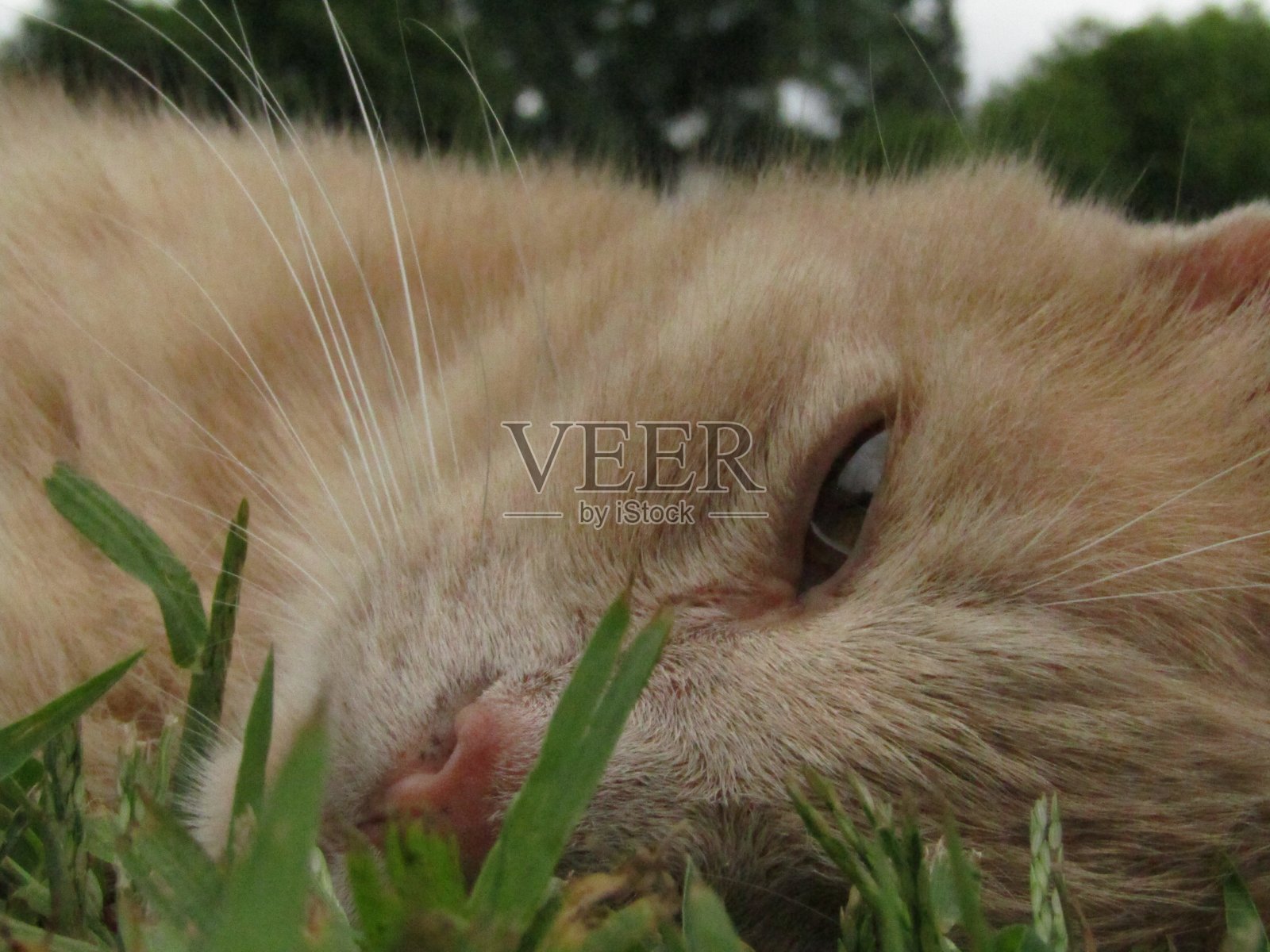 在草地上打瞌睡的猫照片摄影图片