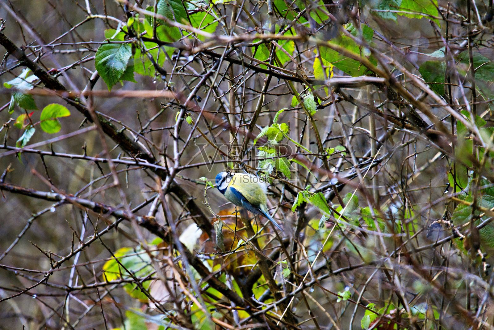 蓝山雀栖息在秋季树叶上的枝条上照片摄影图片
