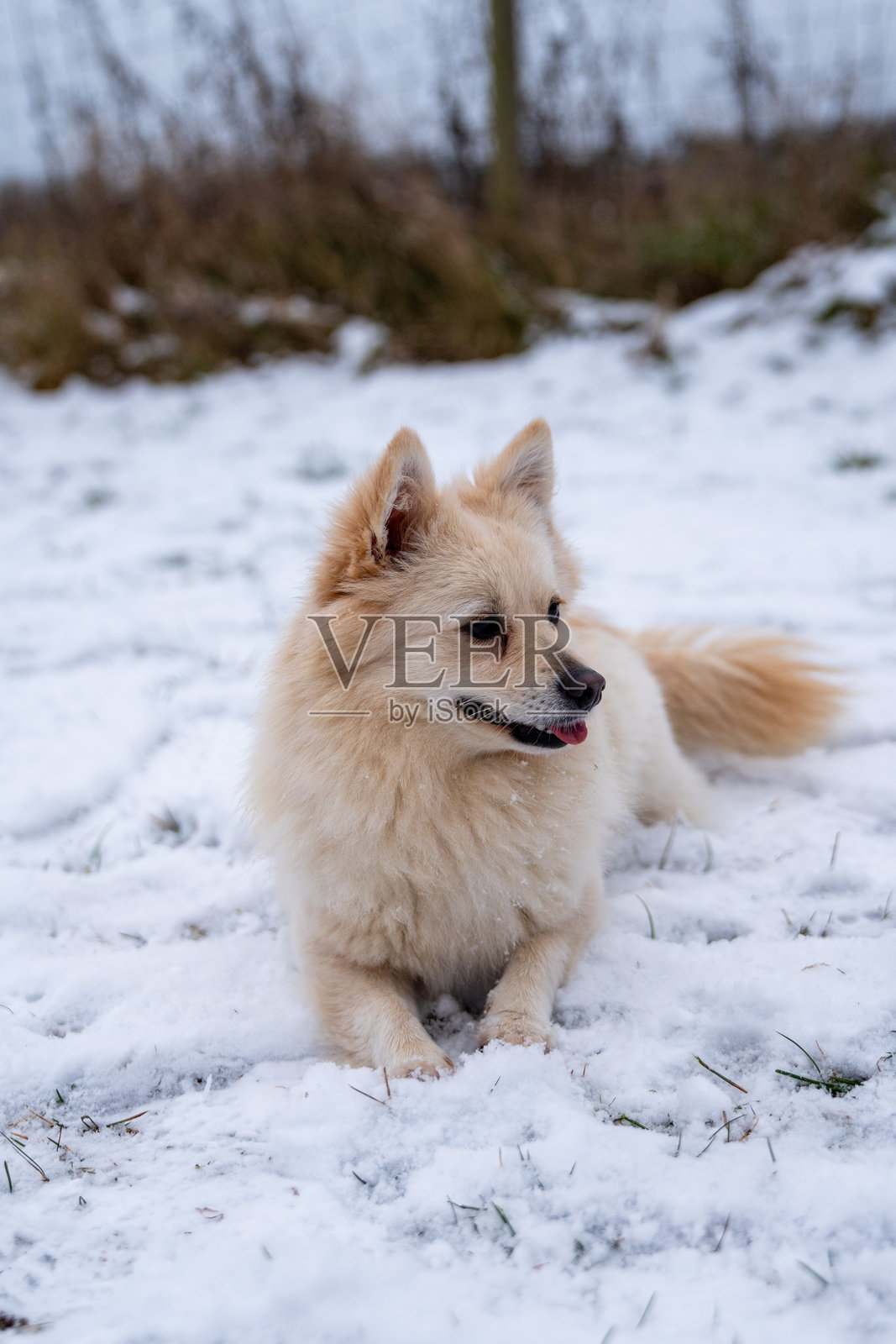 毛茸茸的德国尖嘴犬在冬雪中玩耍照片摄影图片