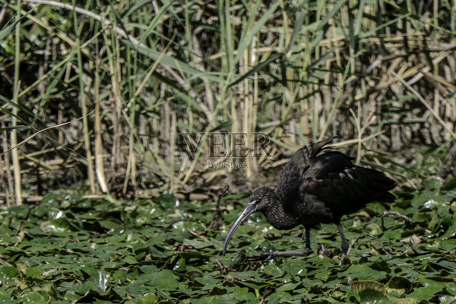 黑山,斯卡达尔湖国家公园及其自然保护区。鹮。照片摄影图片