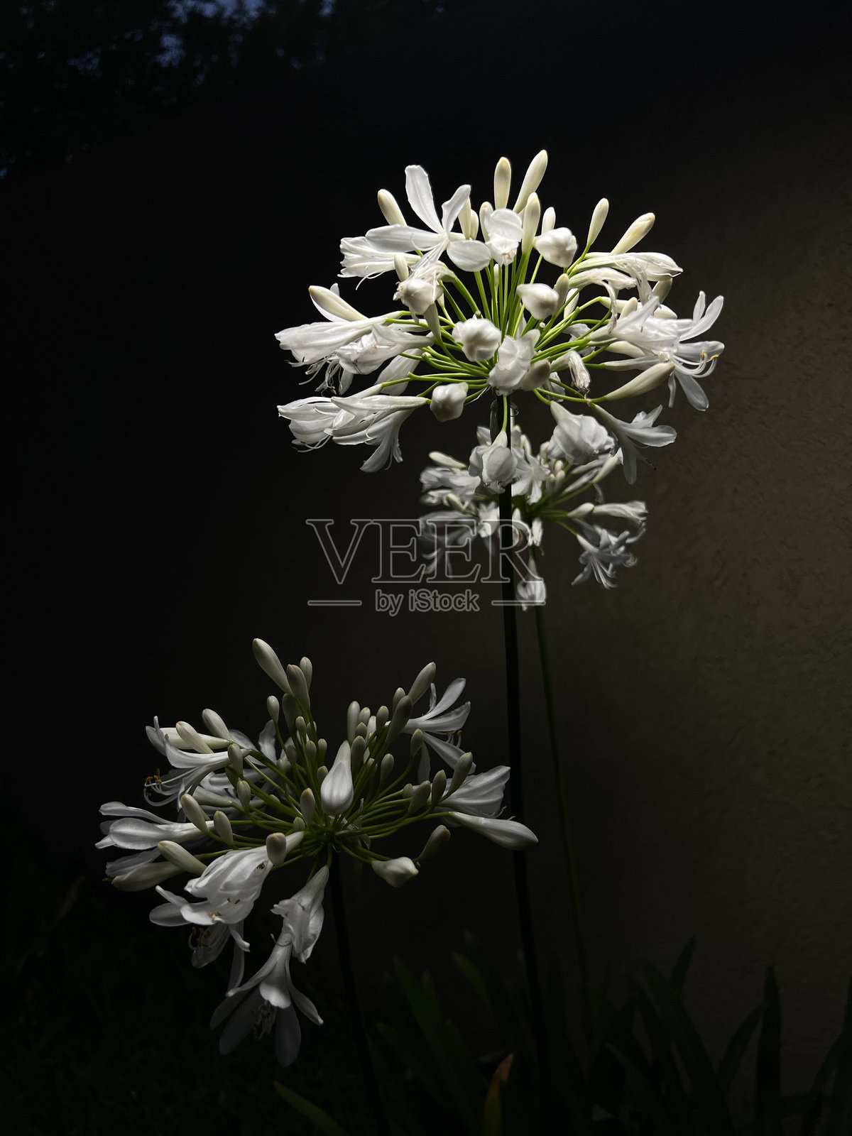 黑色背景上的一簇白色非洲百合花照片摄影图片