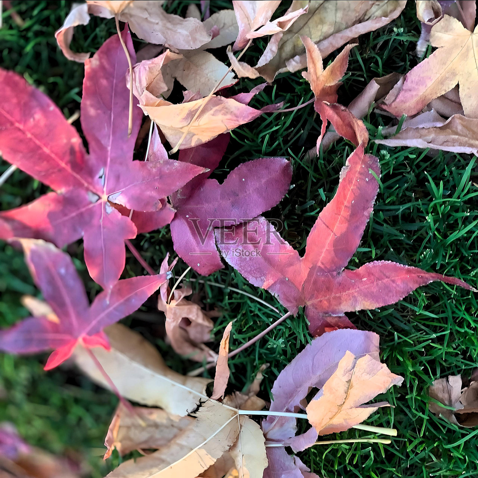 秋天的树叶照片摄影图片
