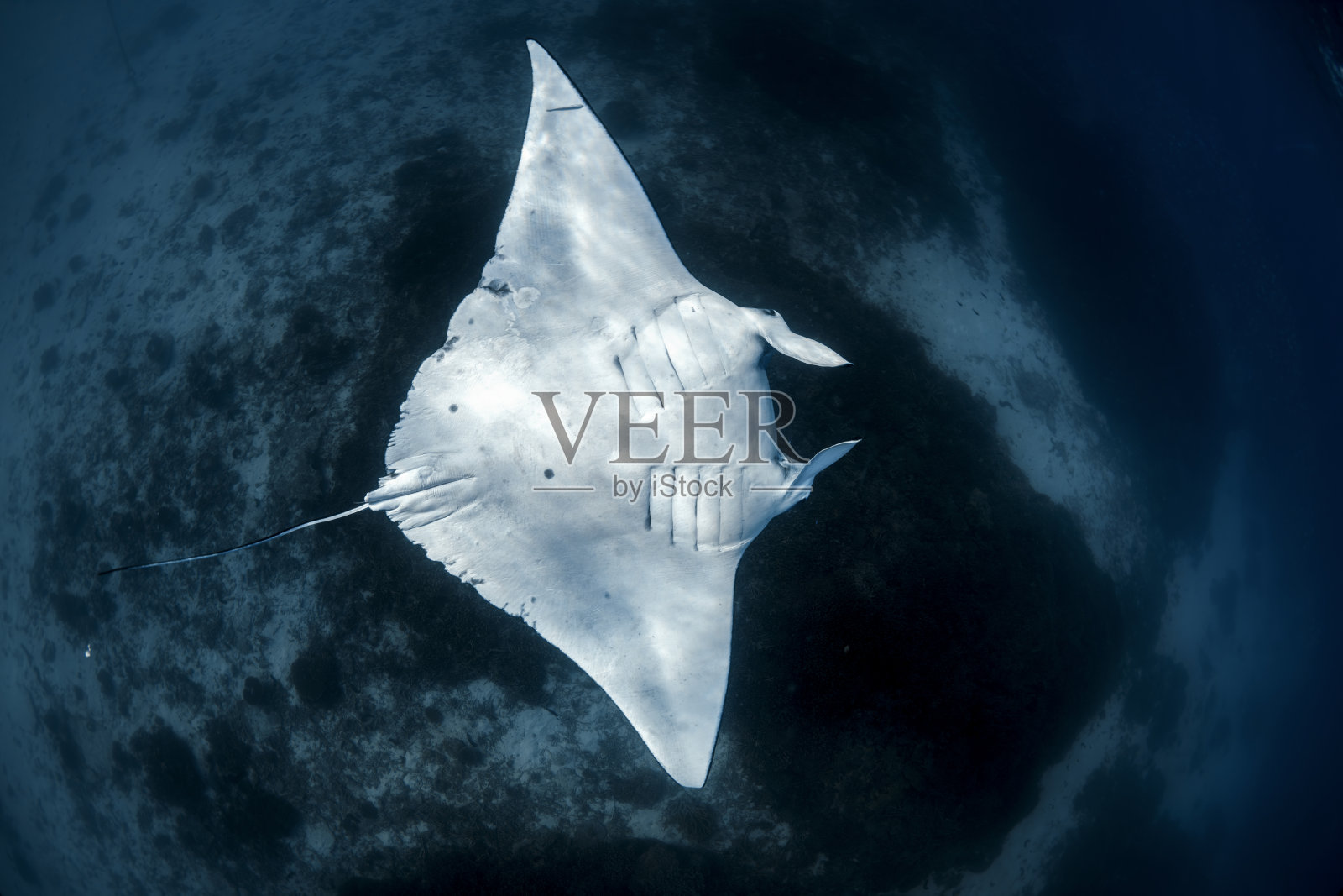 雄伟的魔鬼鱼照片摄影图片