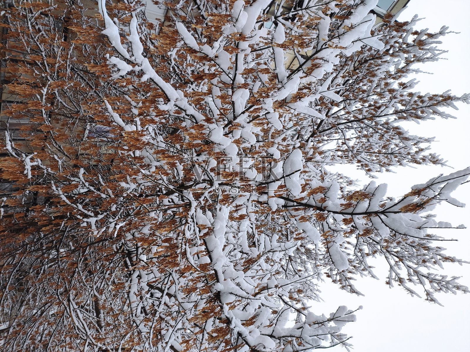 冬天的美丽色彩。自然之美照片摄影图片