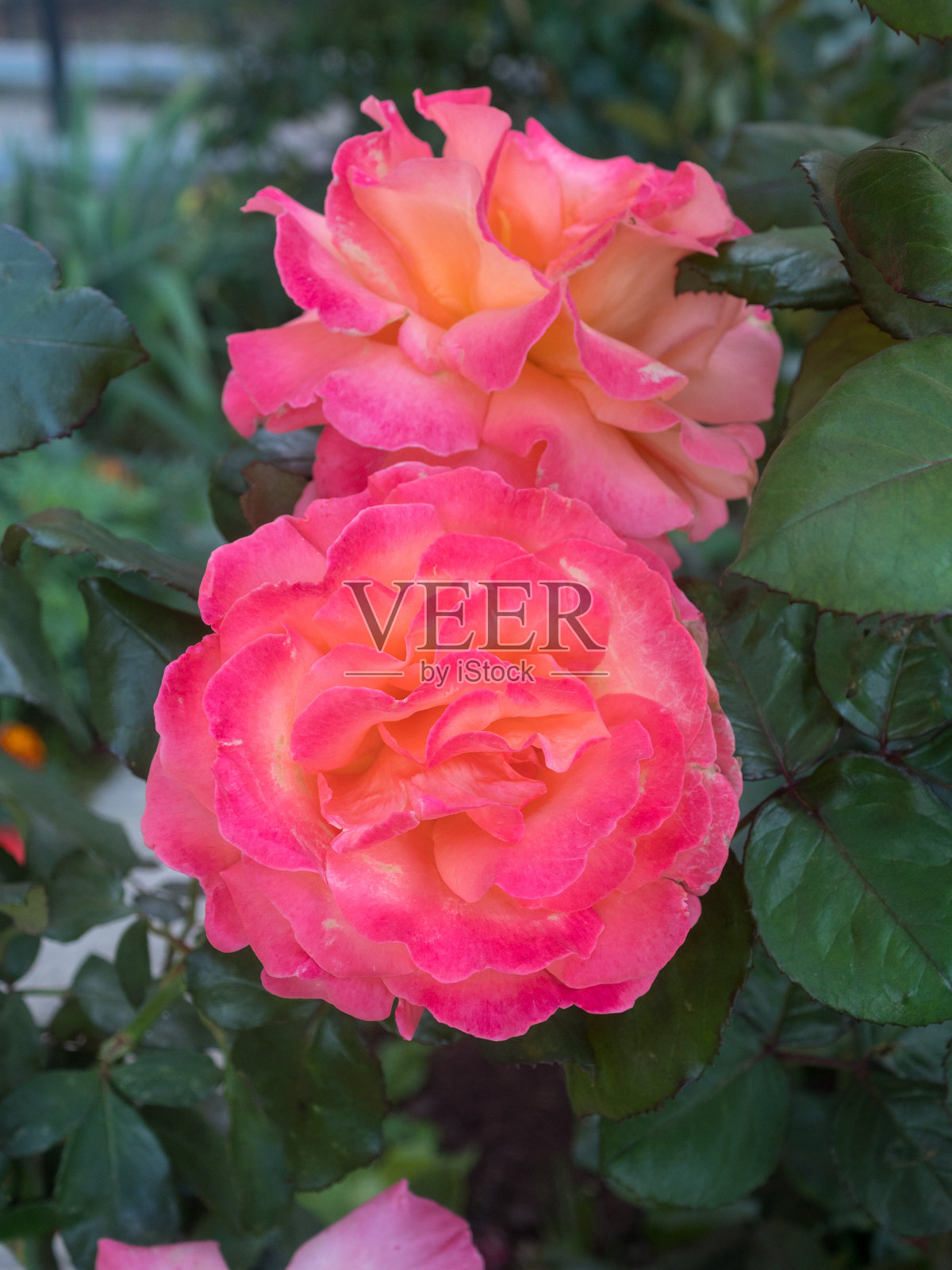 花园中的玫瑰特写照片摄影图片