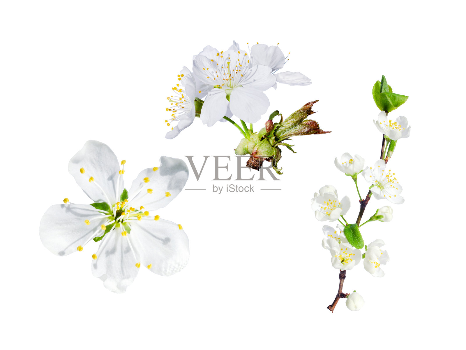 美丽的不同白色花卉组合,樱花和梅花盛开。照片摄影图片