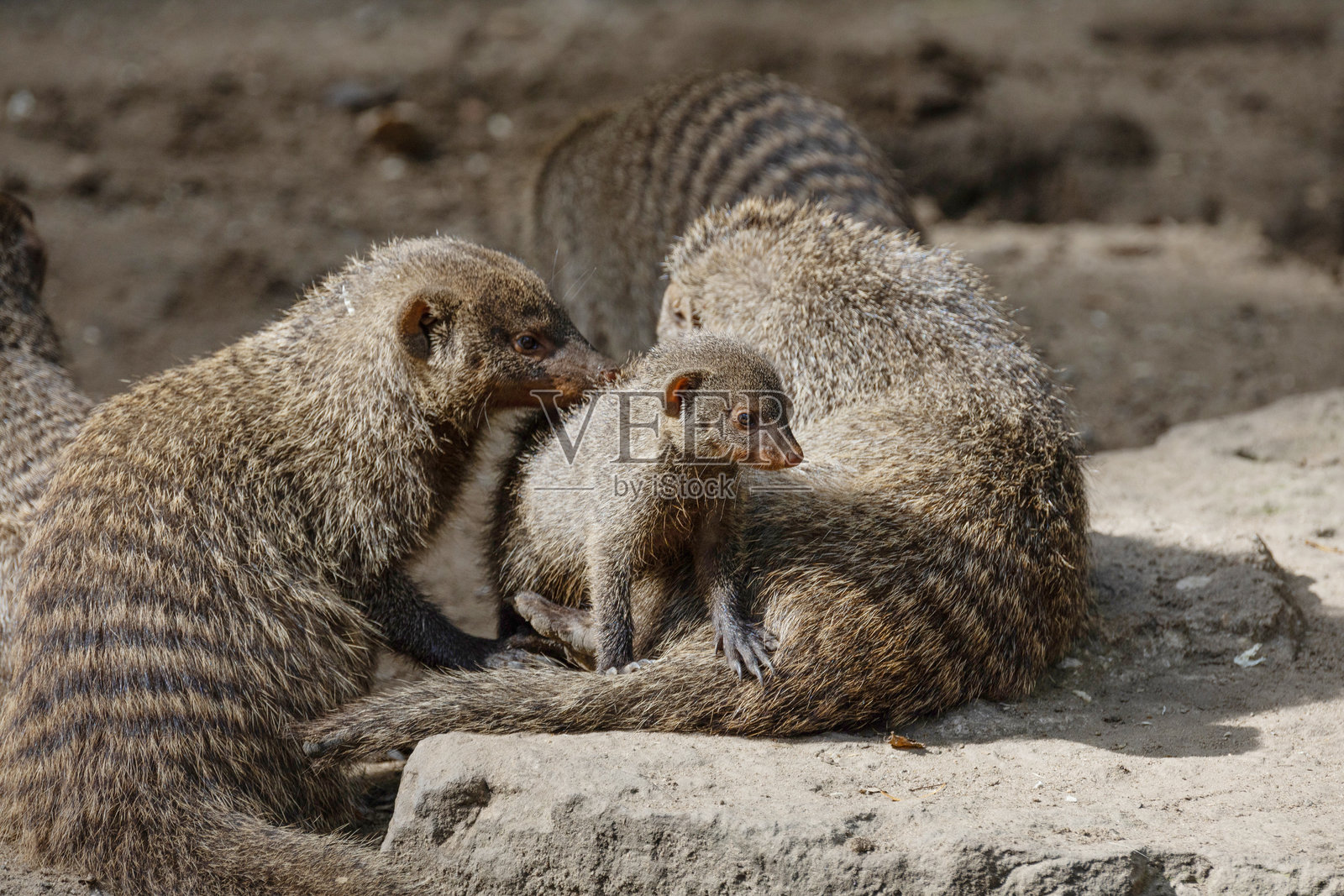 条纹 mongoose,带着幼崽的群体,Mungos mungo照片摄影图片