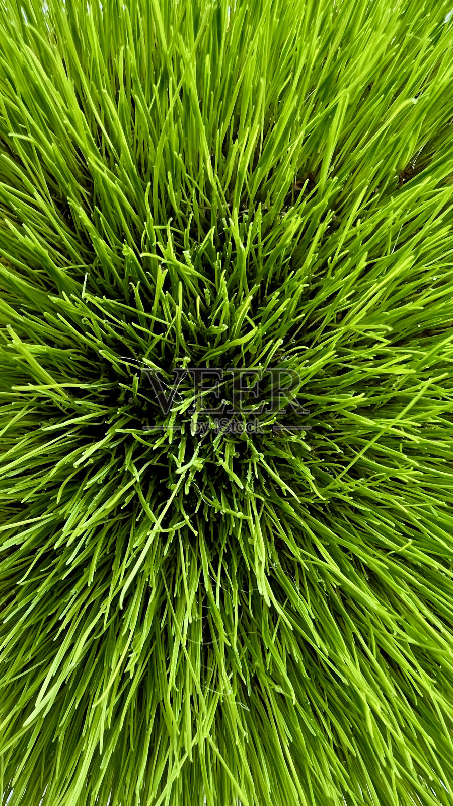 草坪上郁郁葱葱的绿色草地的竖版照片照片摄影图片