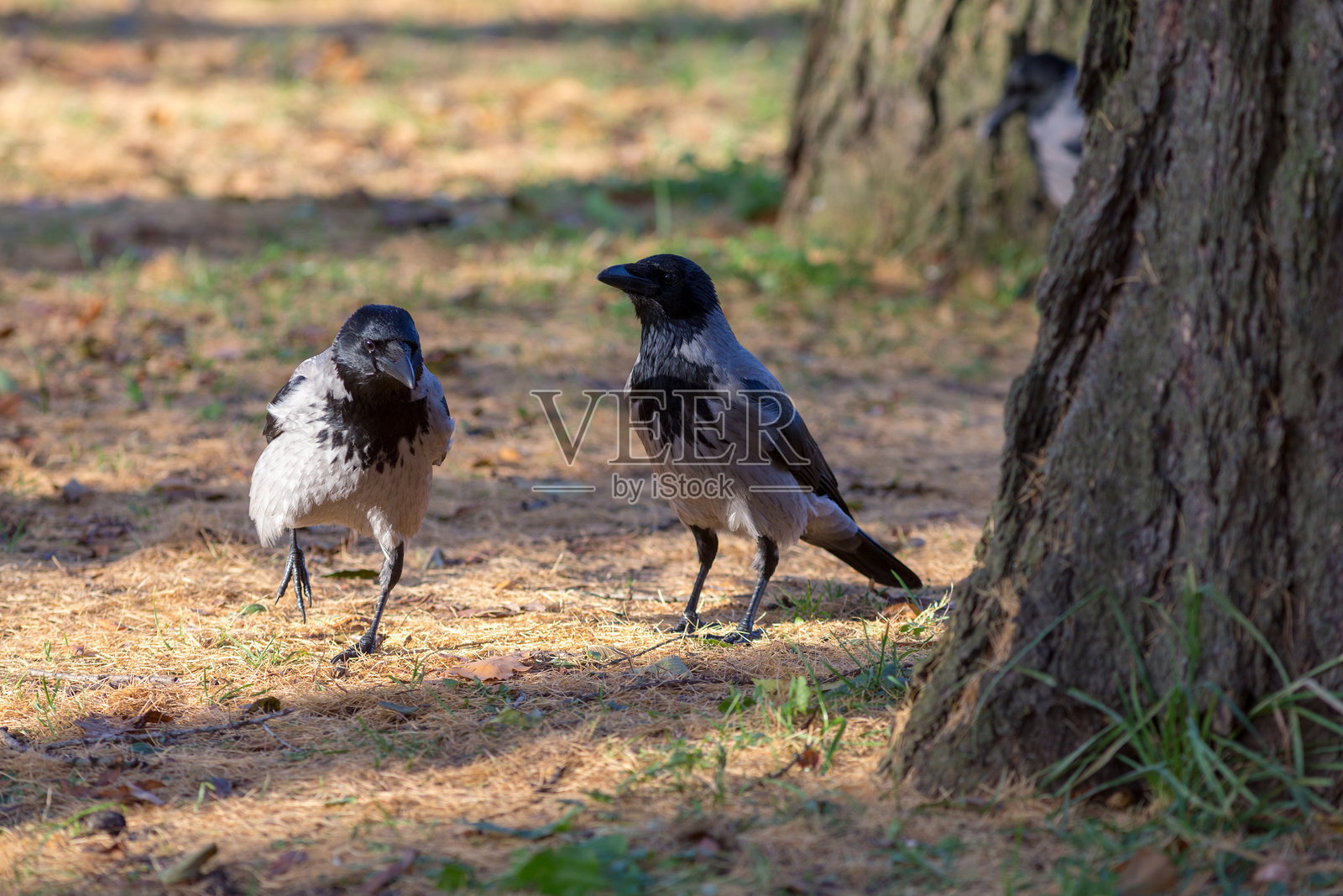 树旁的乌鸦照片摄影图片