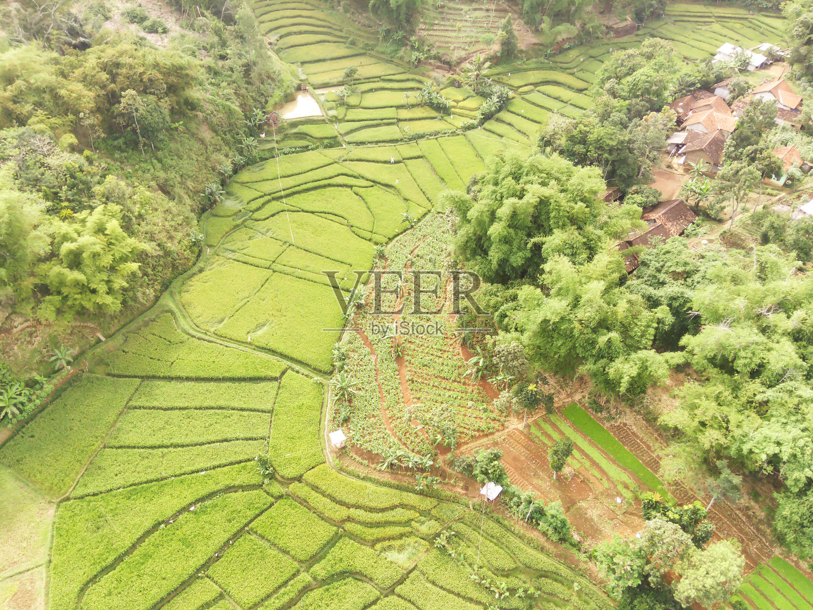 郁郁葱葱的稻田蜿蜒穿过森林和山丘照片摄影图片