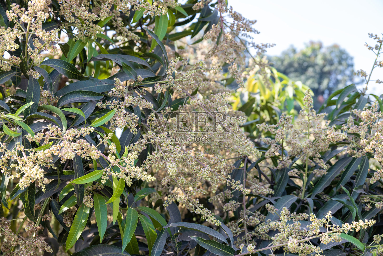 芒果花束或芒果花在花园的芒果树上盛开。照片摄影图片