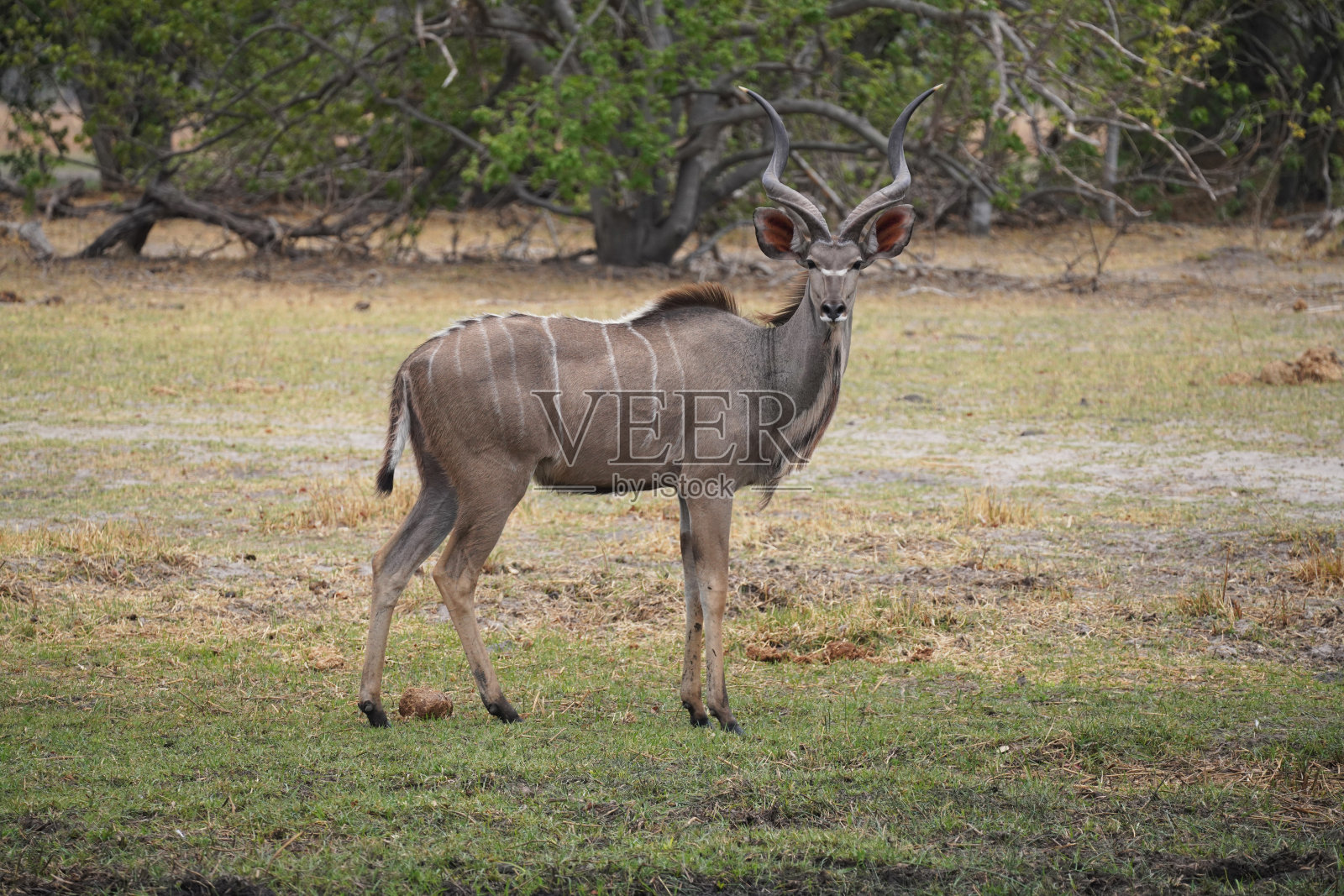 博茨瓦纳莫雷米国家公园的库杜羚羊照片摄影图片