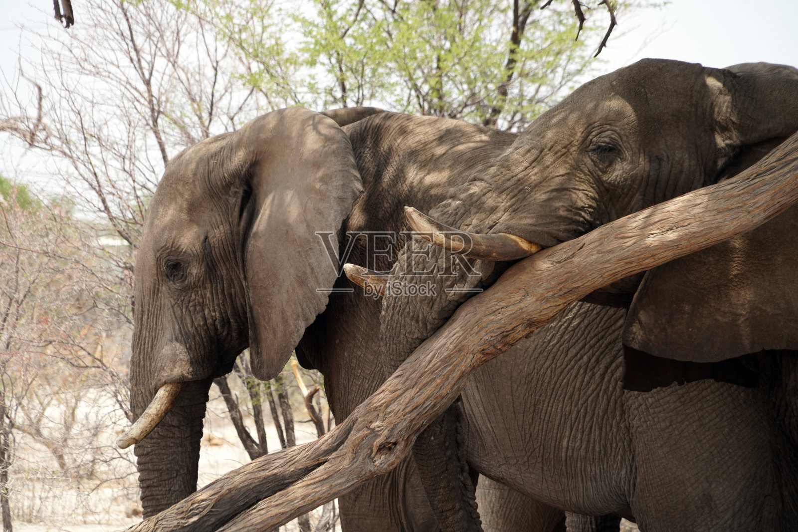 博茨瓦纳纳塔与毛恩之间的公路上的大象照片摄影图片