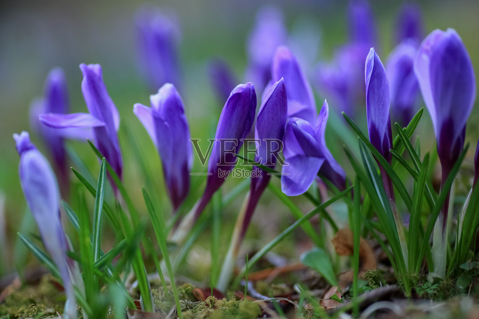 盛开的蓝色植物番红花照片摄影图片