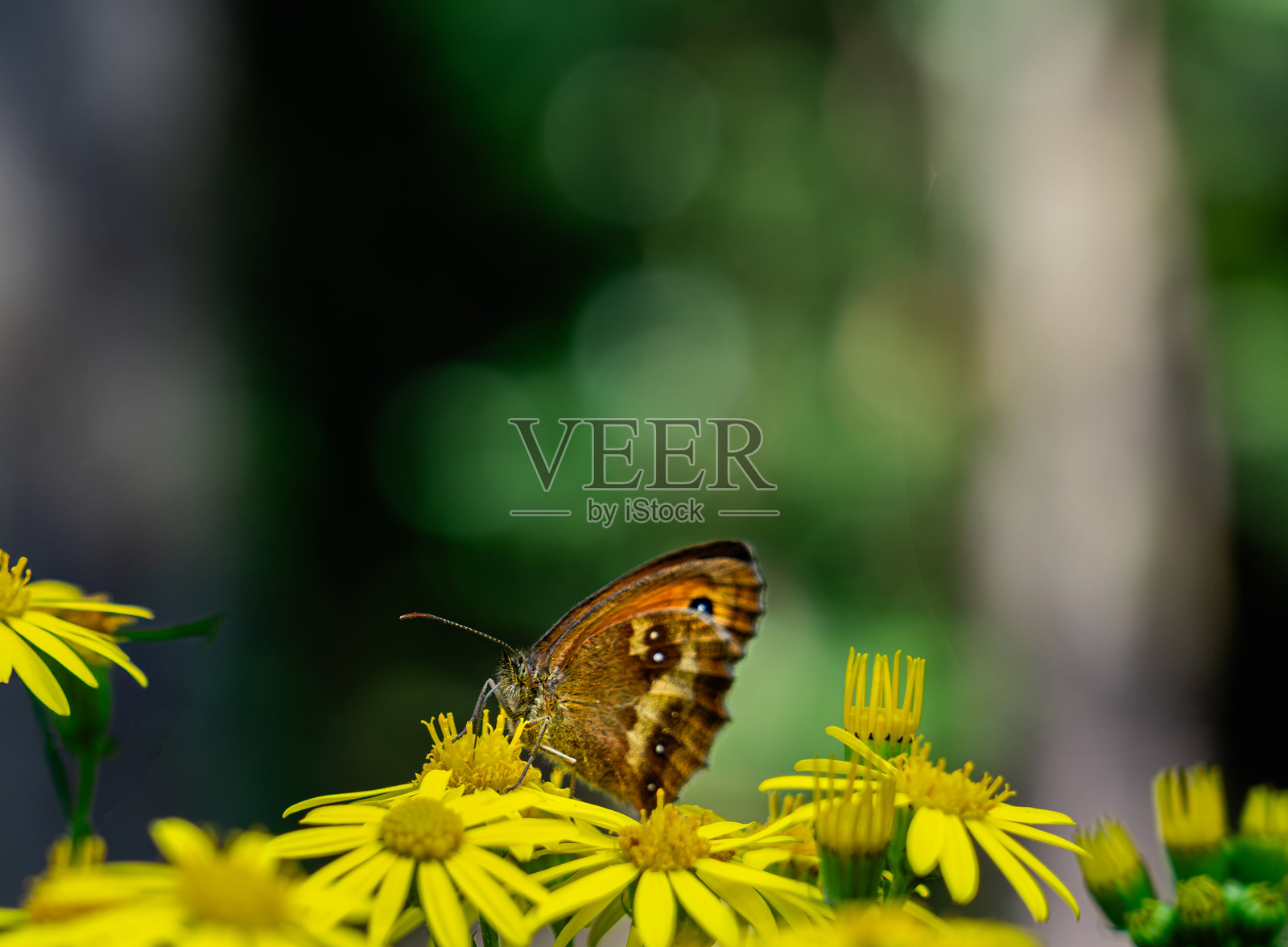 棕色刺蛾蝴蝶栖息在明亮的黄色花朵上,宏观摄影完美捕捉了这一美丽瞬间。千里光照片摄影图片
