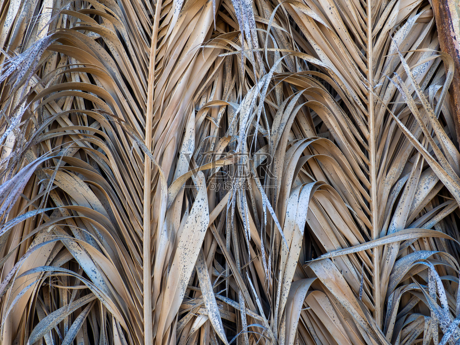埃及的棕榈叶屋顶照片摄影图片