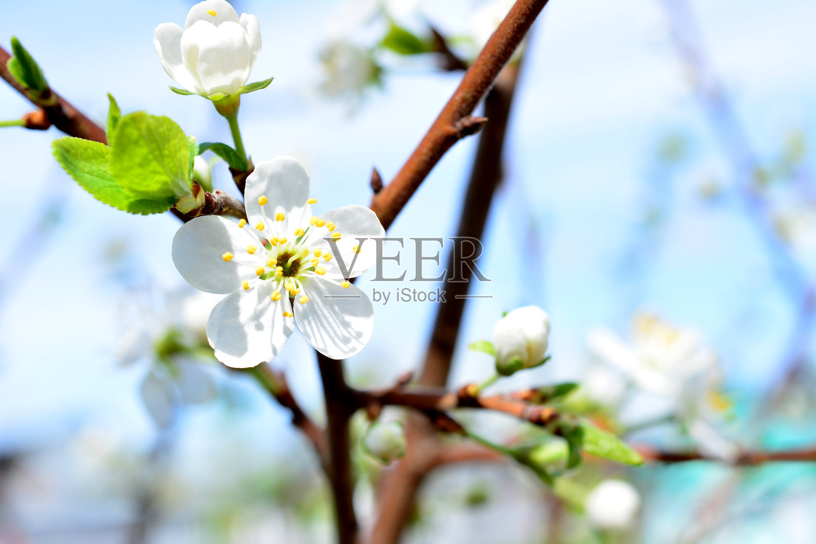 盛开的梅花白色花朵在春天的背景下的树枝上照片摄影图片