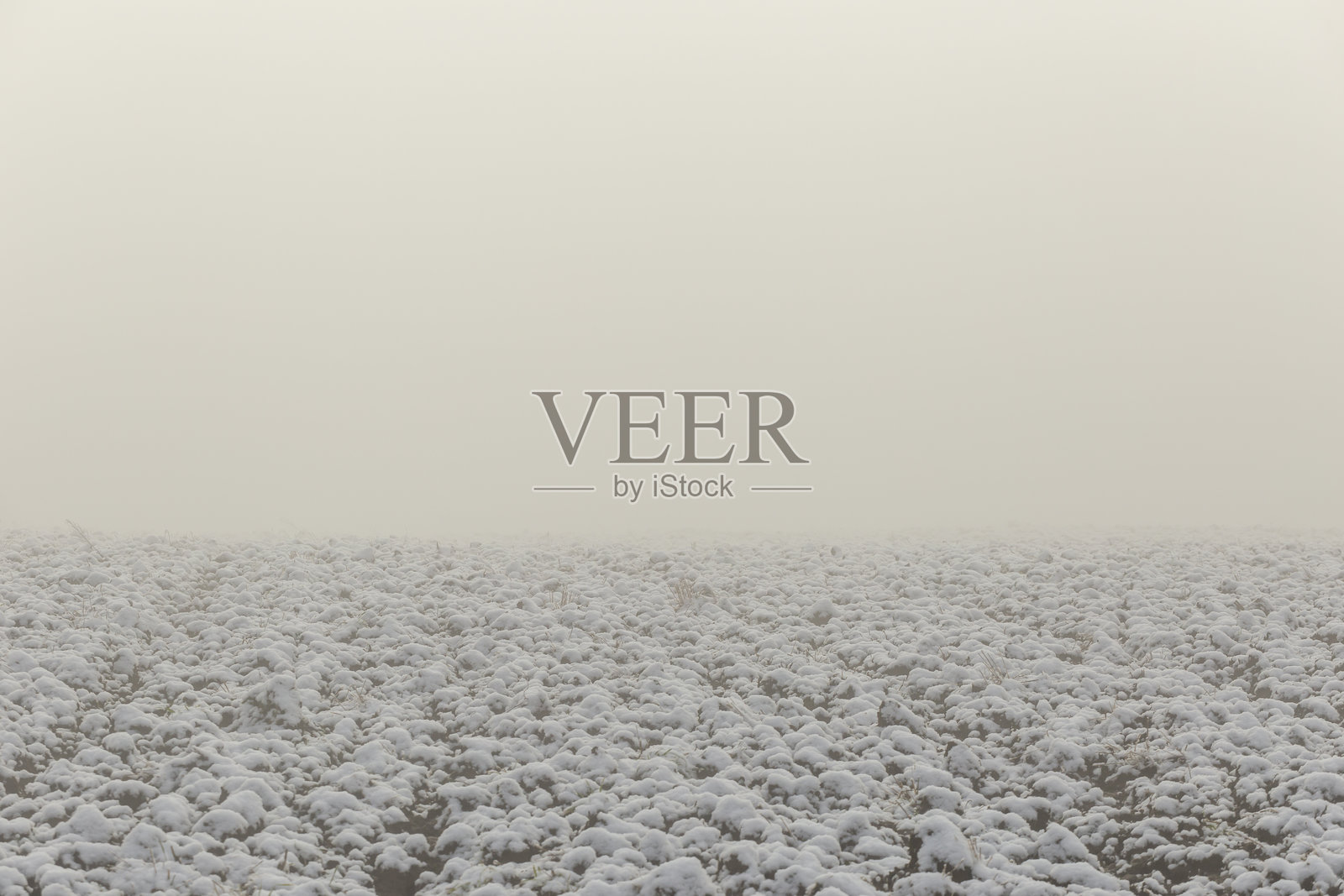 冬季被雾气笼罩的农田照片摄影图片