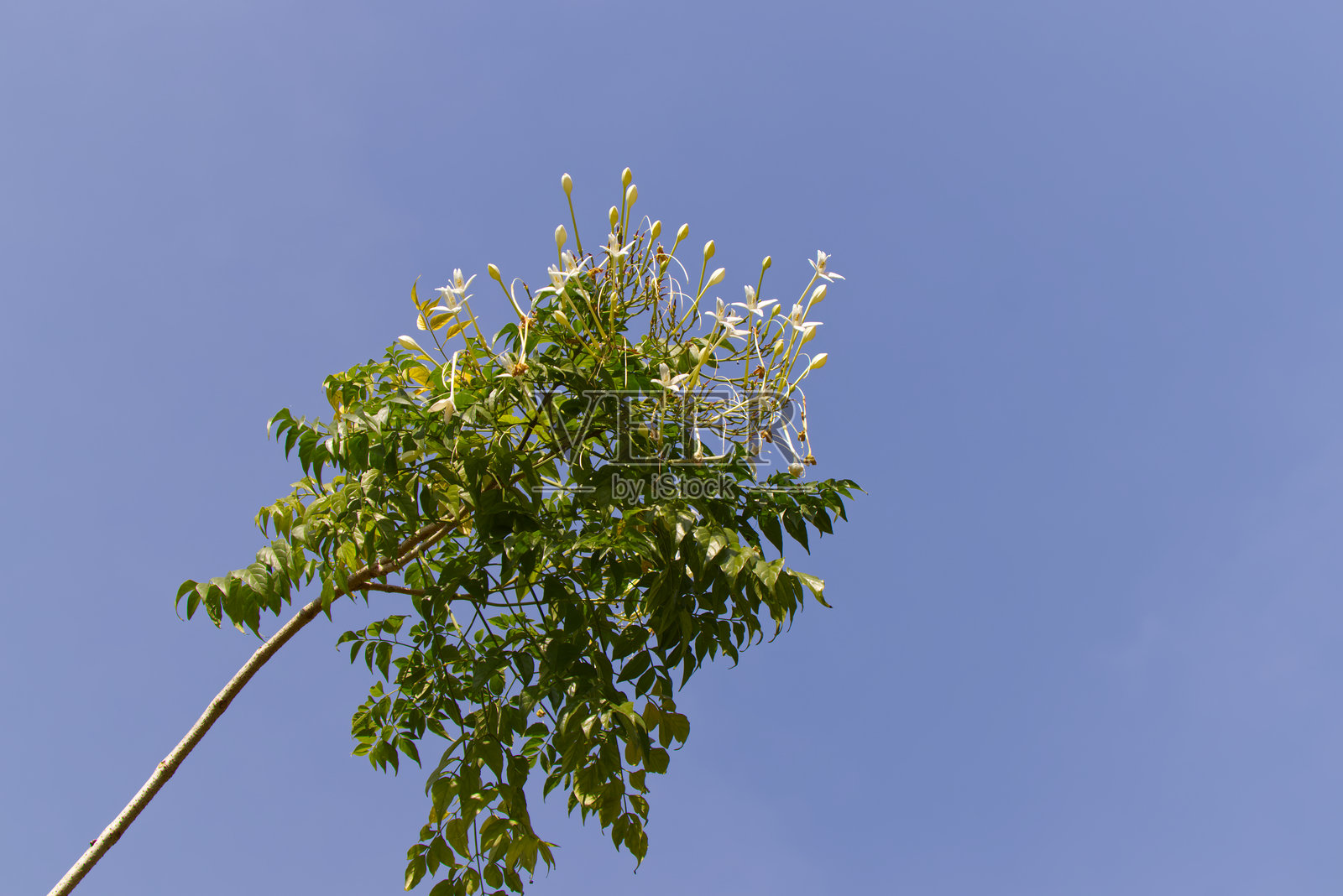 印度栓皮树的白色花朵映衬蓝天照片摄影图片
