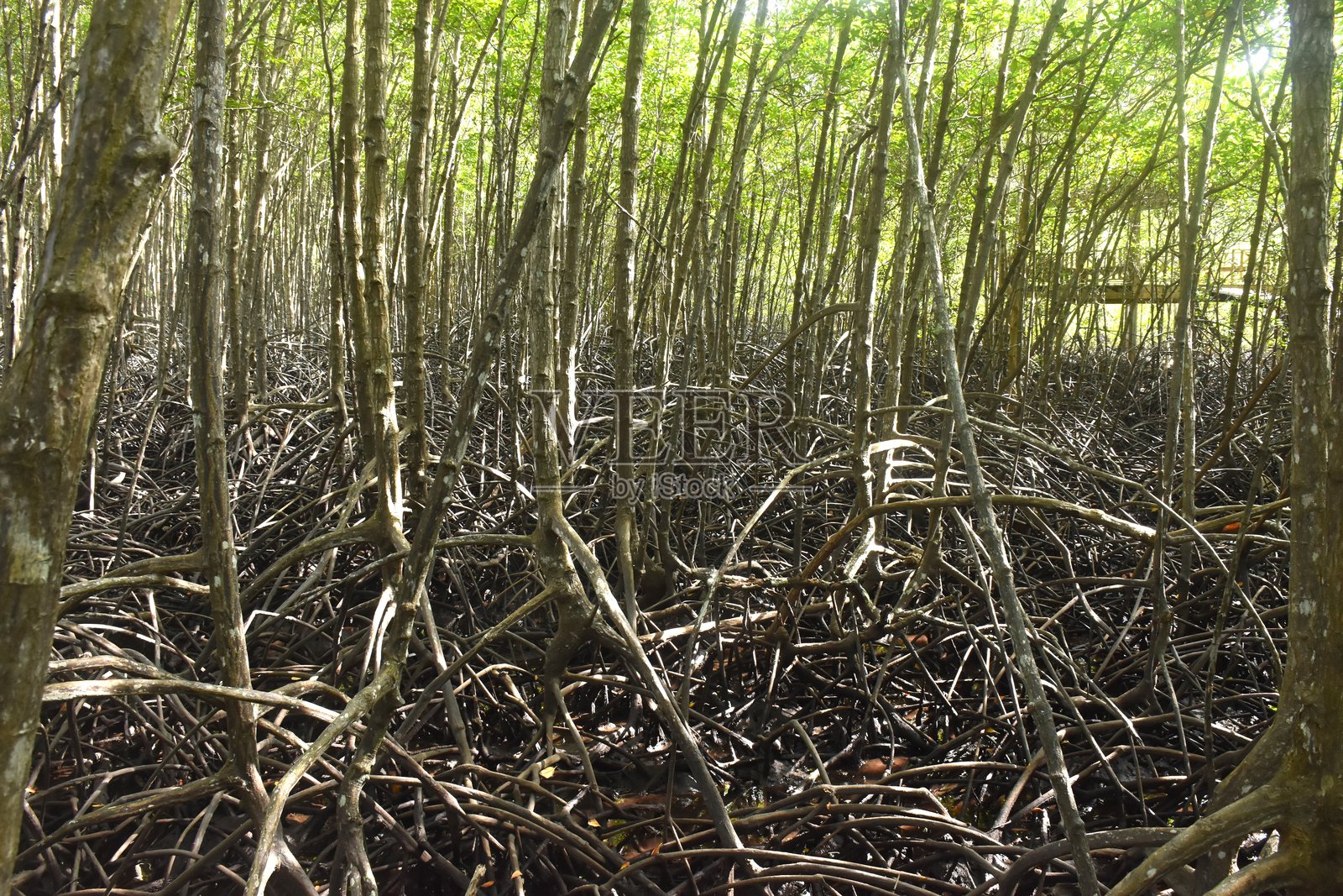 阳光明媚的日子里,通普龙通金色红树林的风景照片摄影图片