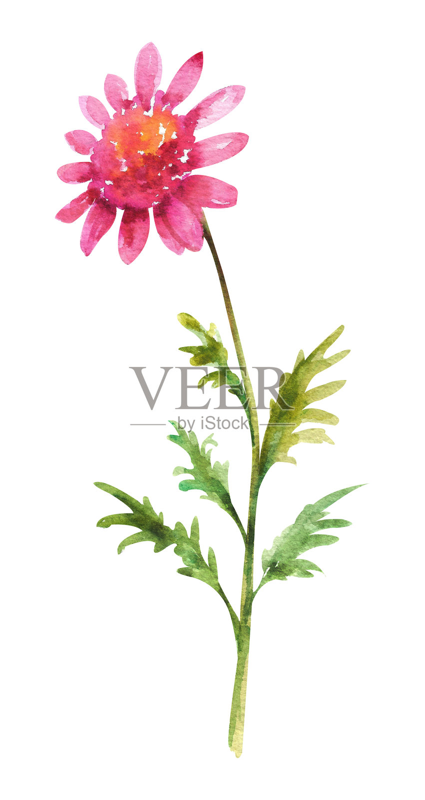 水彩菊花。白色背景上的深粉色菊花。插画图片素材
