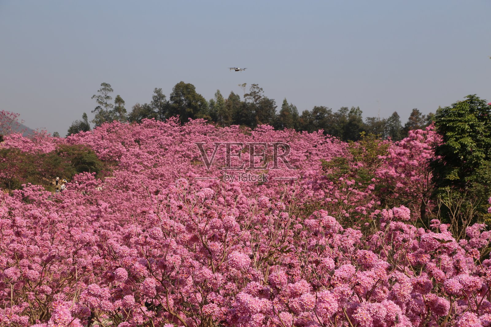 一片大桃树园,密密麻麻的粉色花朵盛开,空中飞过一架飞机照片摄影图片