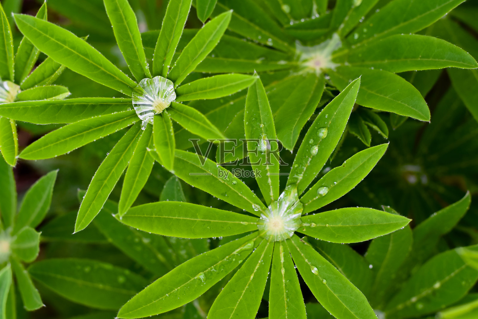 含水珠的紫云英叶子照片摄影图片