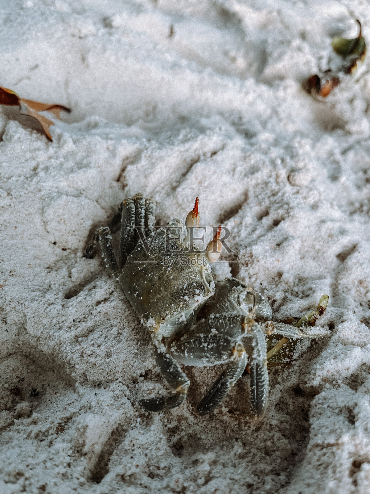 海滩上的螃蟹照片摄影图片