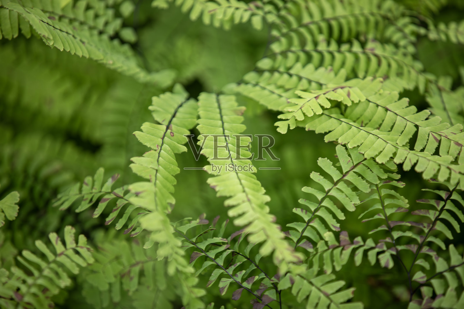 安大略省徒步小径旁生长的蕨类植物。照片摄影图片