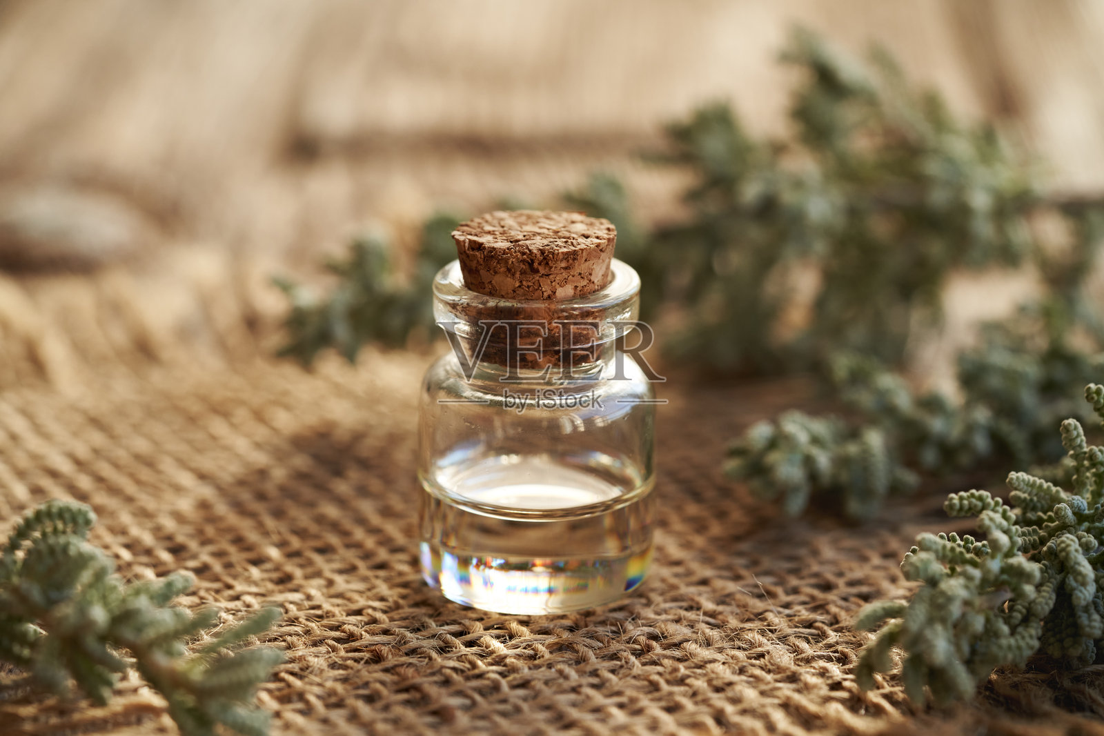 一瓶含有圣托利纳植物的芳香疗法精油照片摄影图片