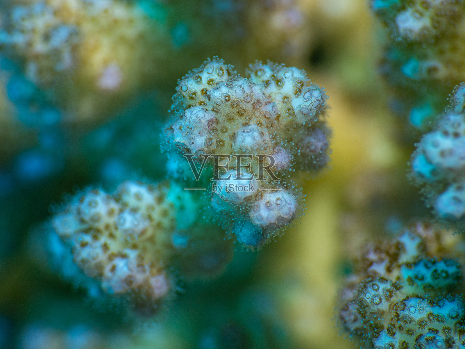 红海(埃及)珊瑚的特写镜头照片摄影图片