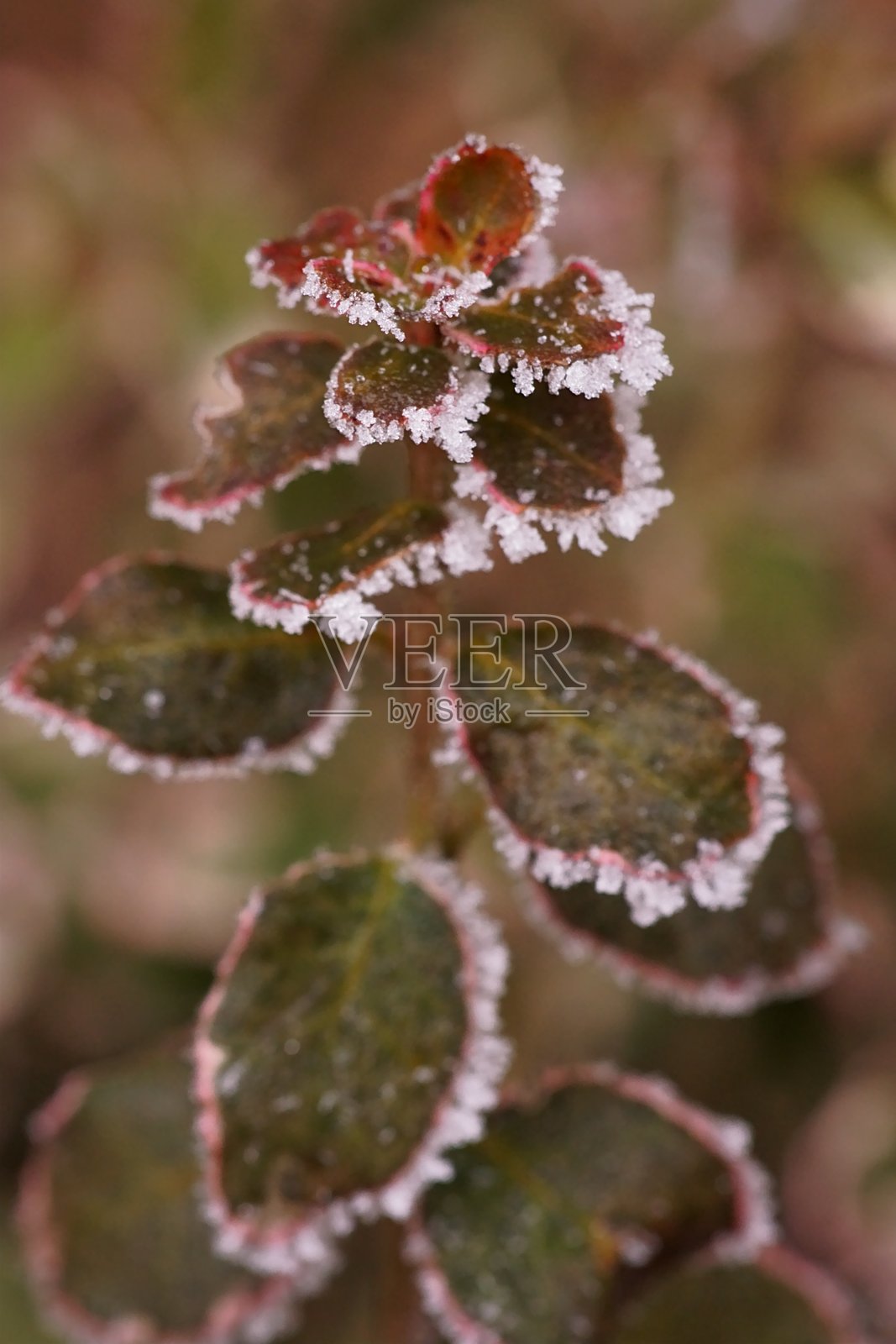 被霜花覆盖的植物;特写摄影照片摄影图片