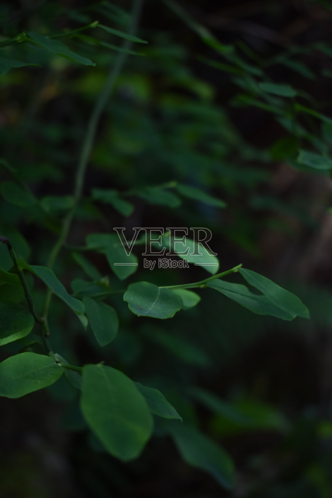 深绿色的叶子照片摄影图片