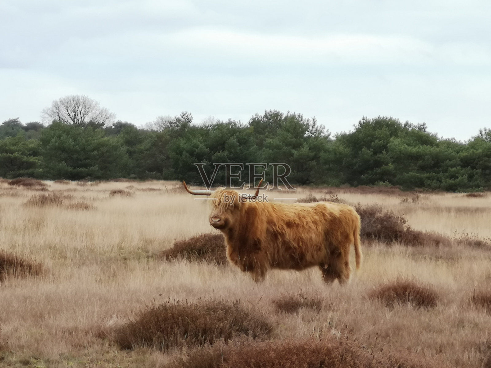 苏格兰高地人站在枯萎的冬季荒原上。照片摄影图片