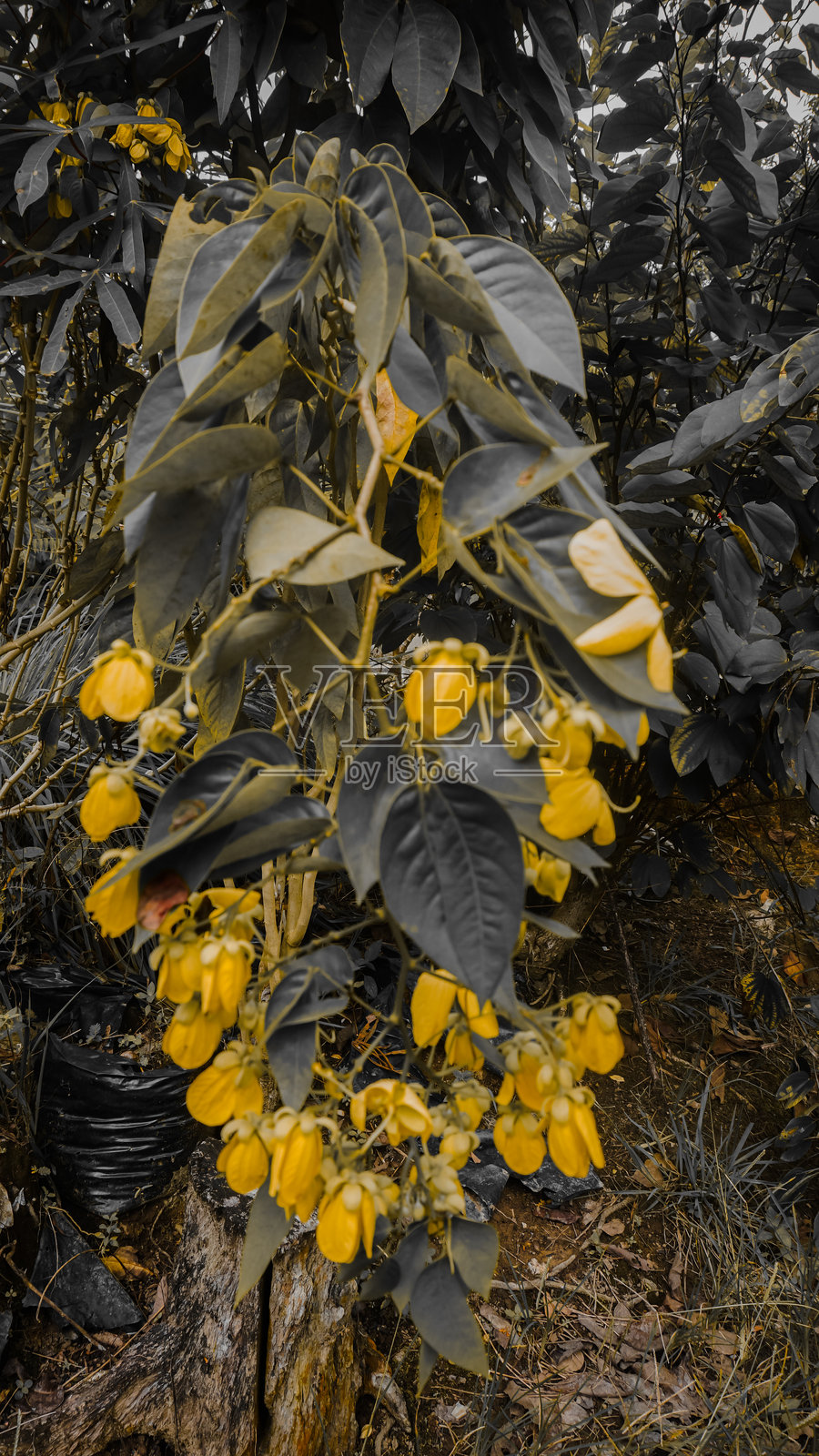 绿色植物上的鲜艳黄色花朵照片摄影图片