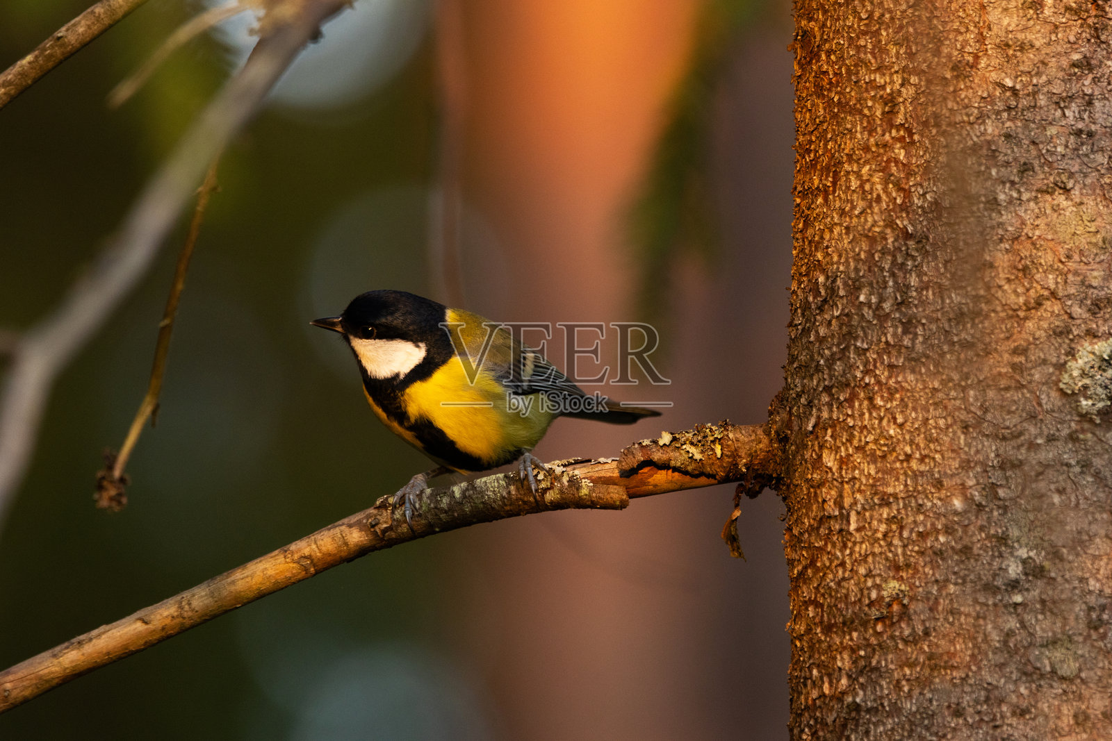 常见鸟类,伟大的山雀栖息在爱沙尼亚北方森林中的云杉上,享受美丽的十月傍晚。照片摄影图片