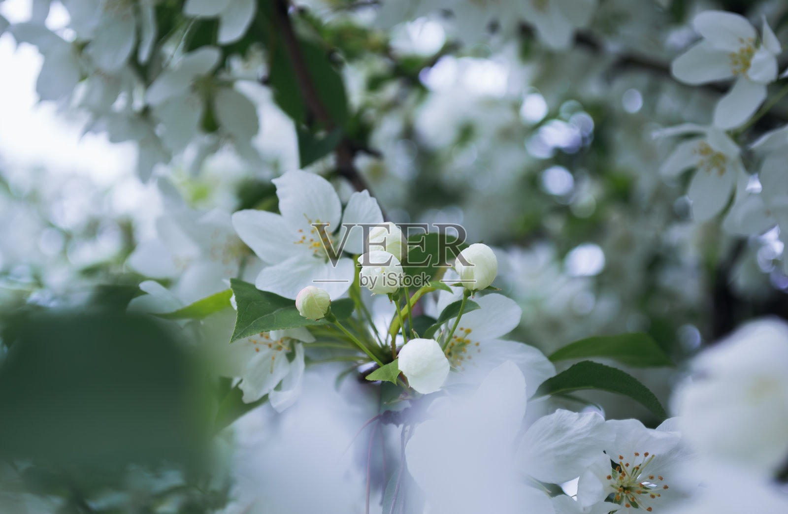 春天白色花朵的特写照片摄影图片