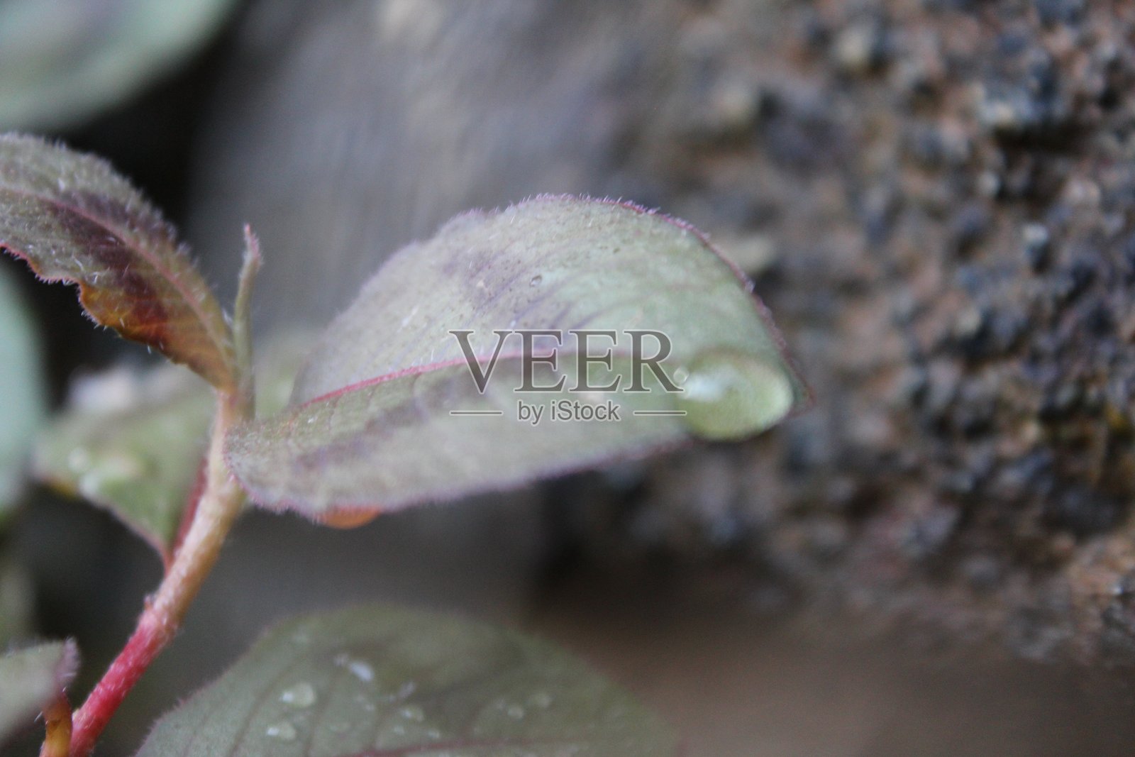 水滴附着在叶子上的特写镜头照片摄影图片