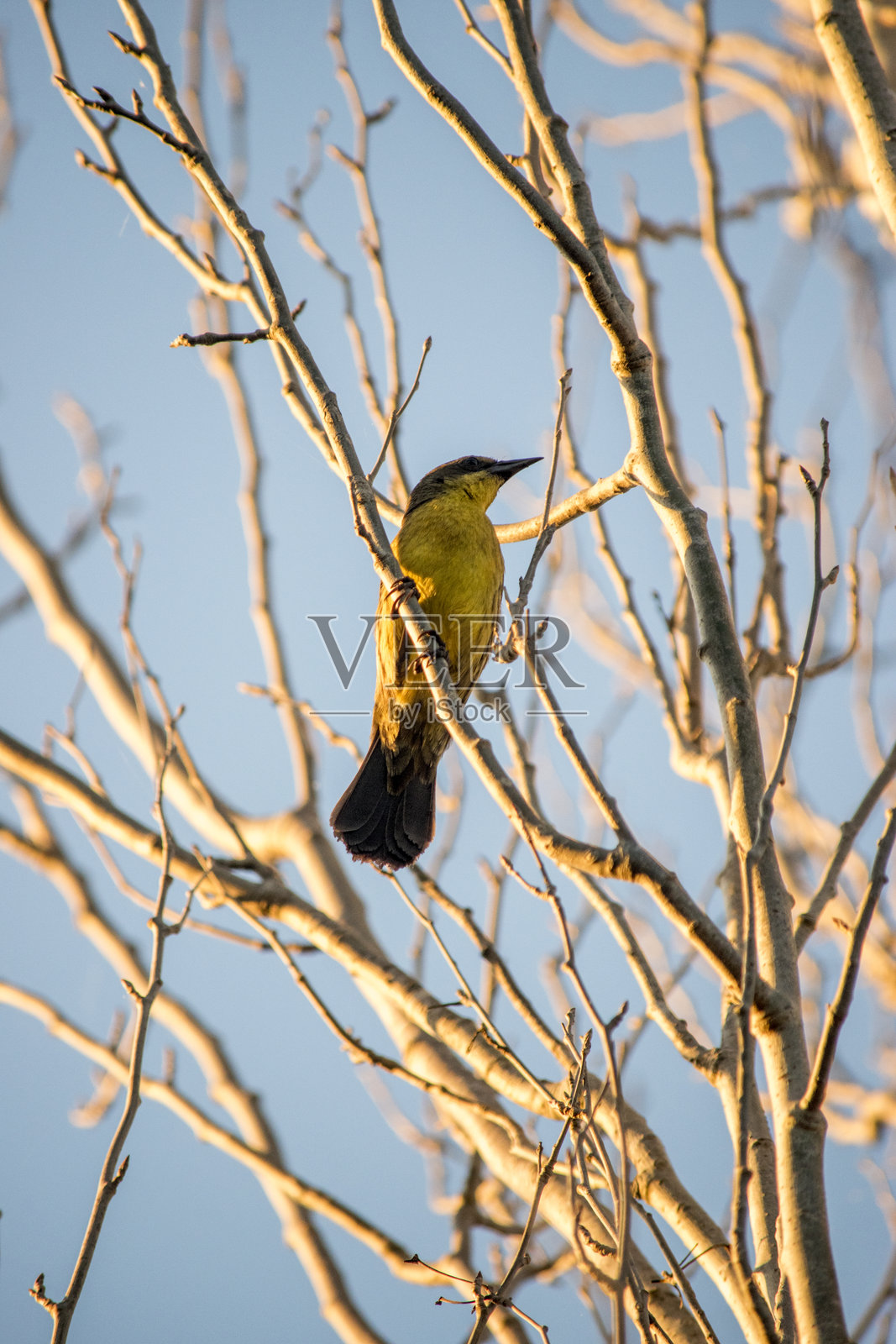 黄鹂(Xanthopsar flavus)栖息在树枝上照片摄影图片