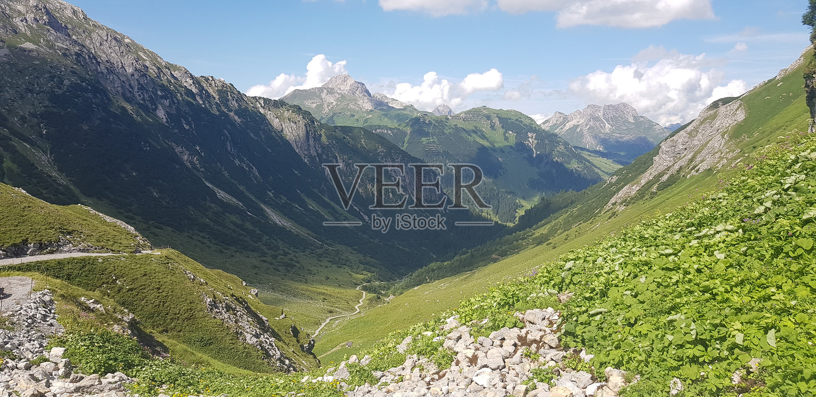 绿色山坡上的针叶林与蓝天照片摄影图片