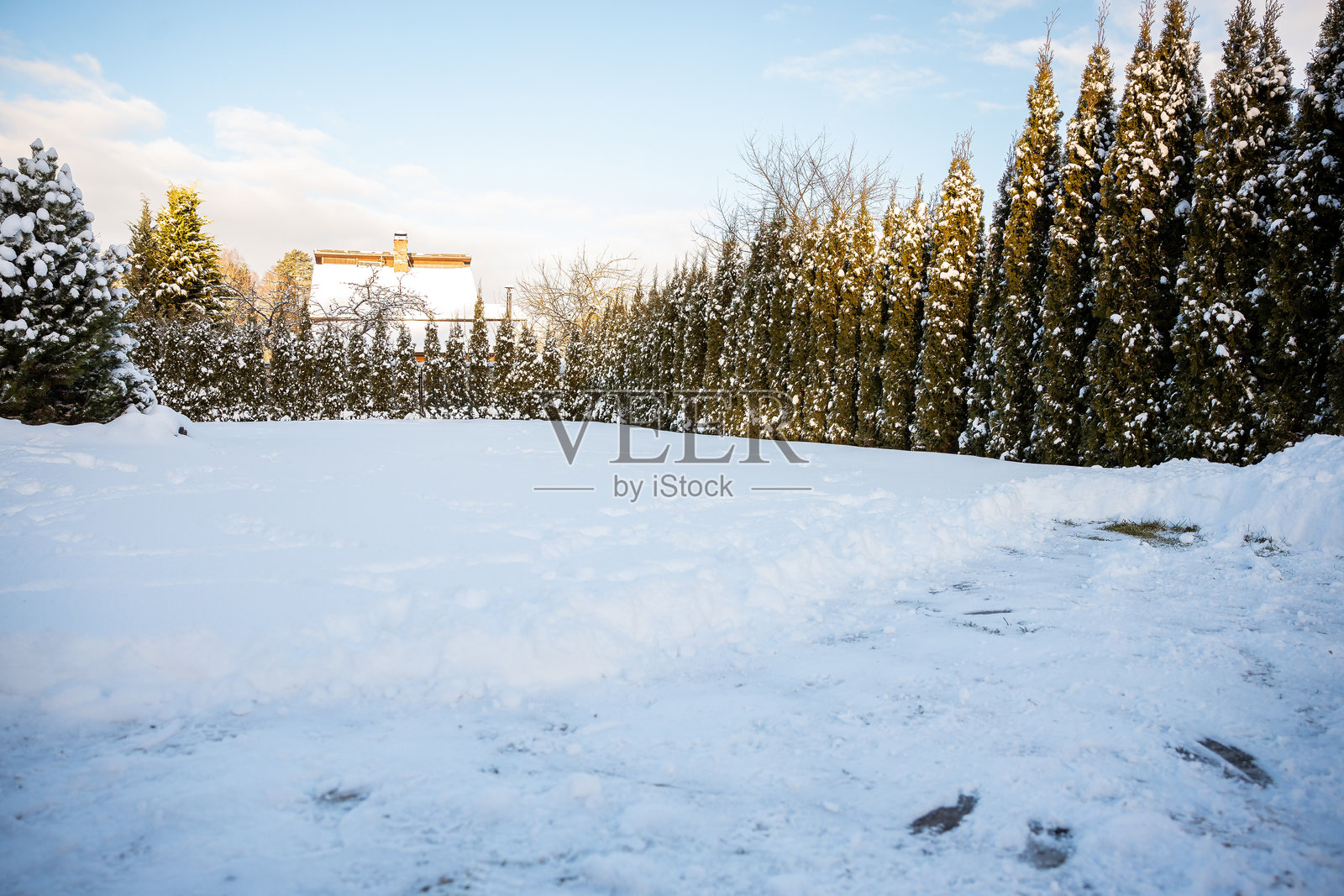 被雪覆盖的风景,常青树和远处的房子照片摄影图片