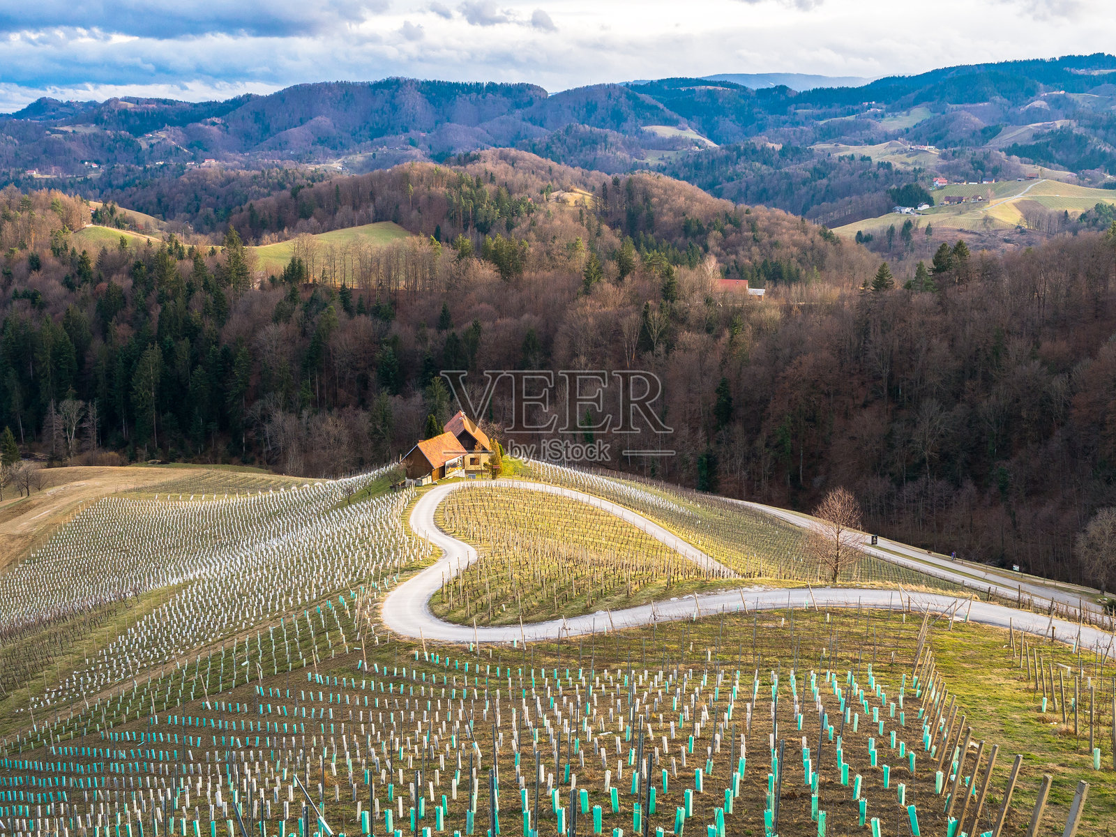 斯洛文尼亚葡萄园周围的浪漫之路。照片摄影图片