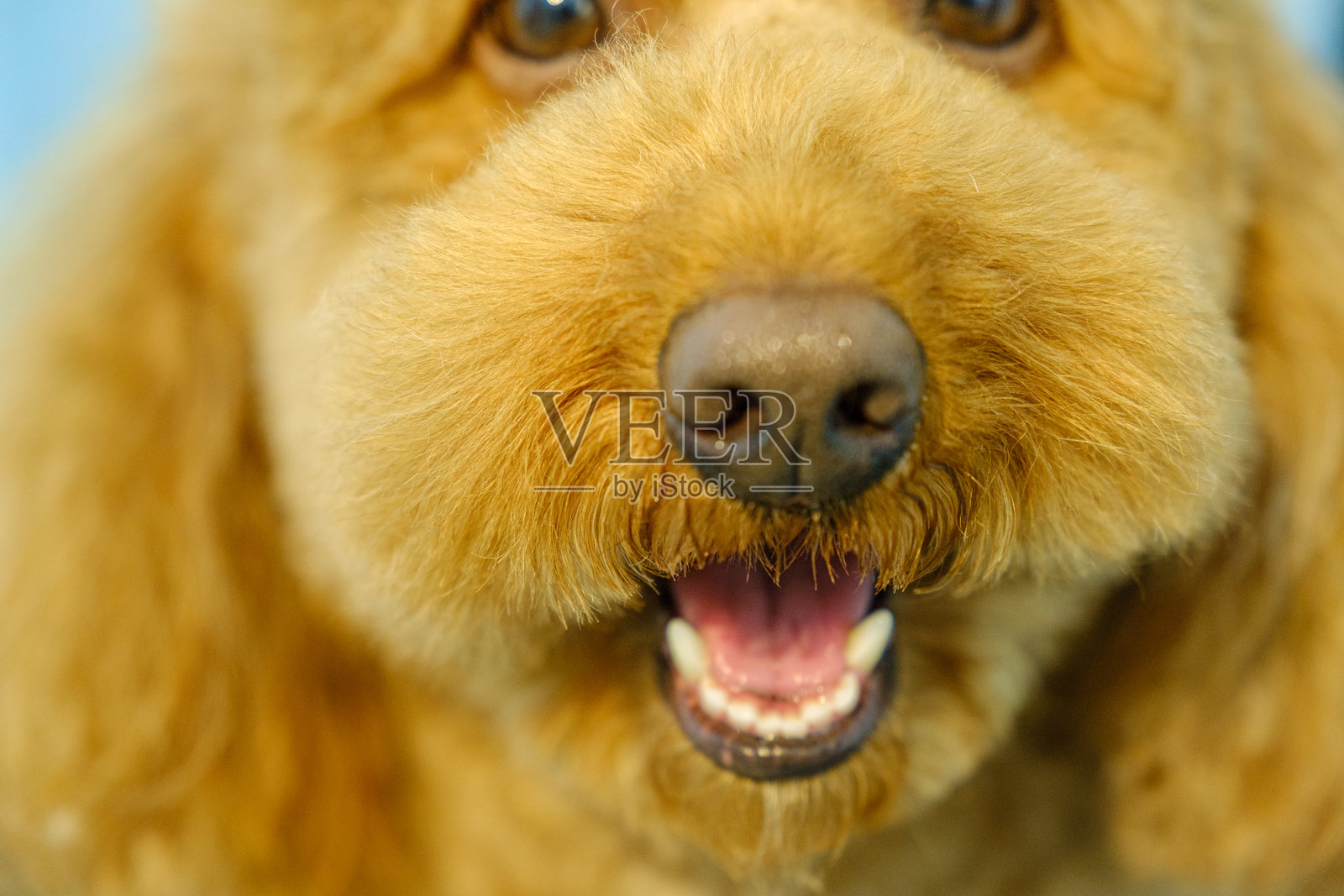 可爱贵宾犬在宠物美容院的姿势照片摄影图片