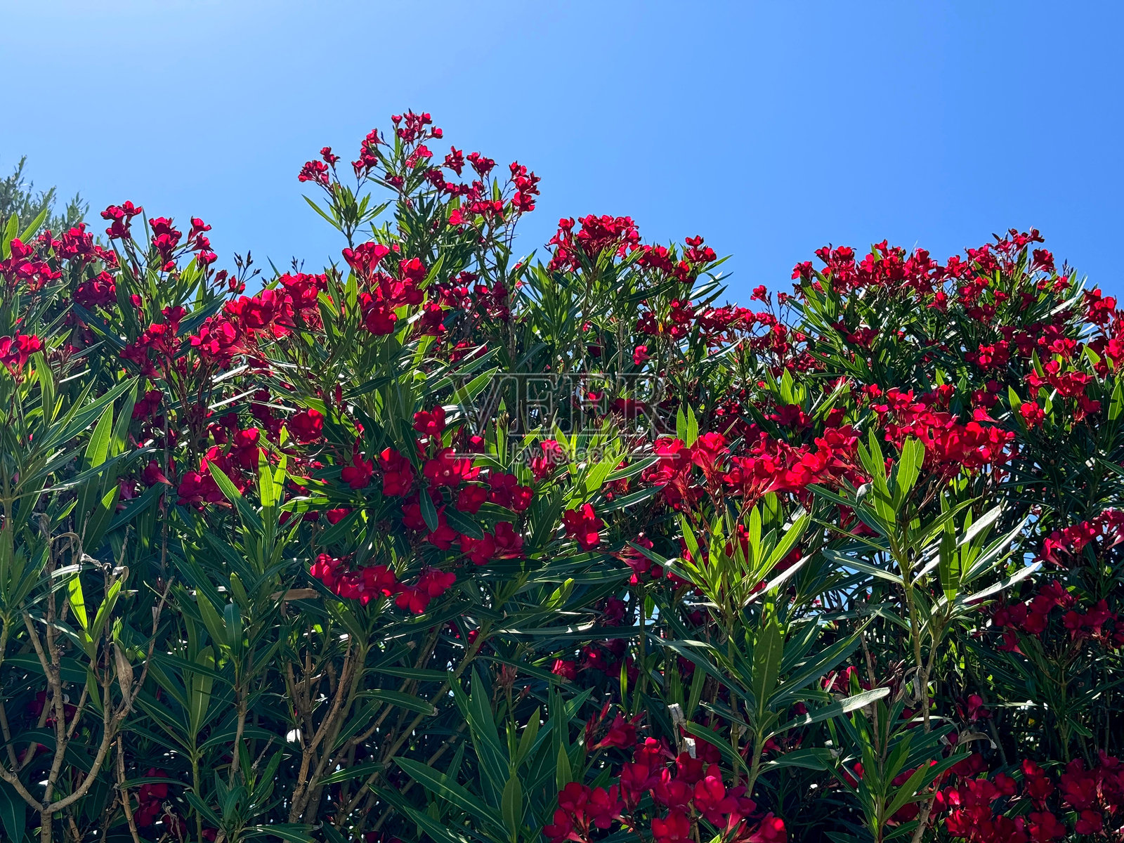 夹竹桃开花灌木,红色花朵照片摄影图片