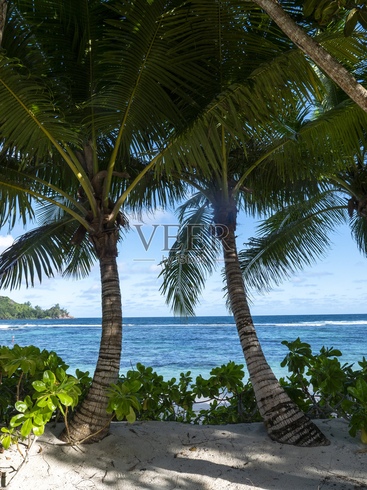 拉扎尔湾的棕榈树照片摄影图片