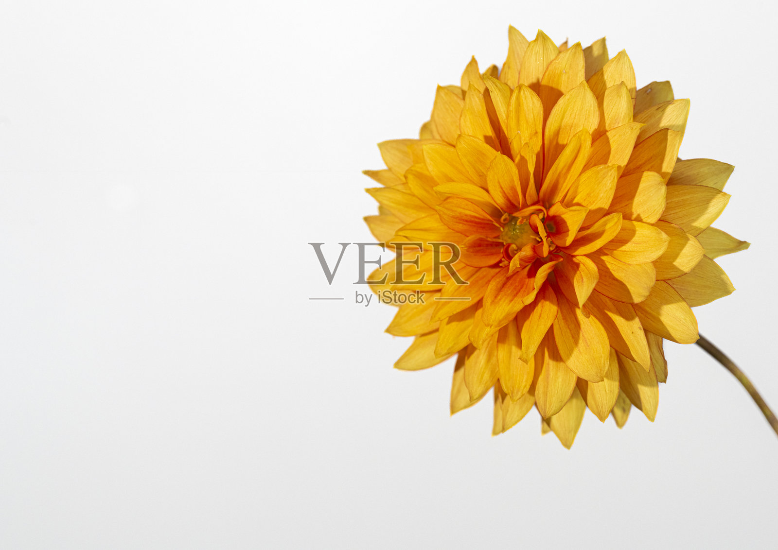 橙色大丽花照片摄影图片