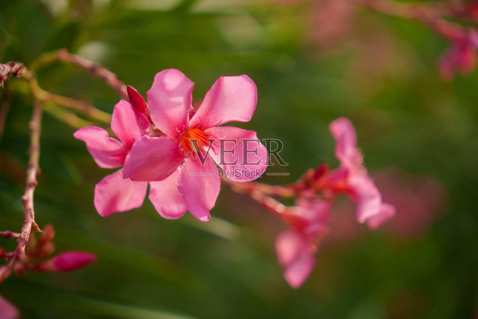 精致美丽的粉色花朵,生长在充满活力的绿色花园绿洲中,理想的放松场所照片摄影图片