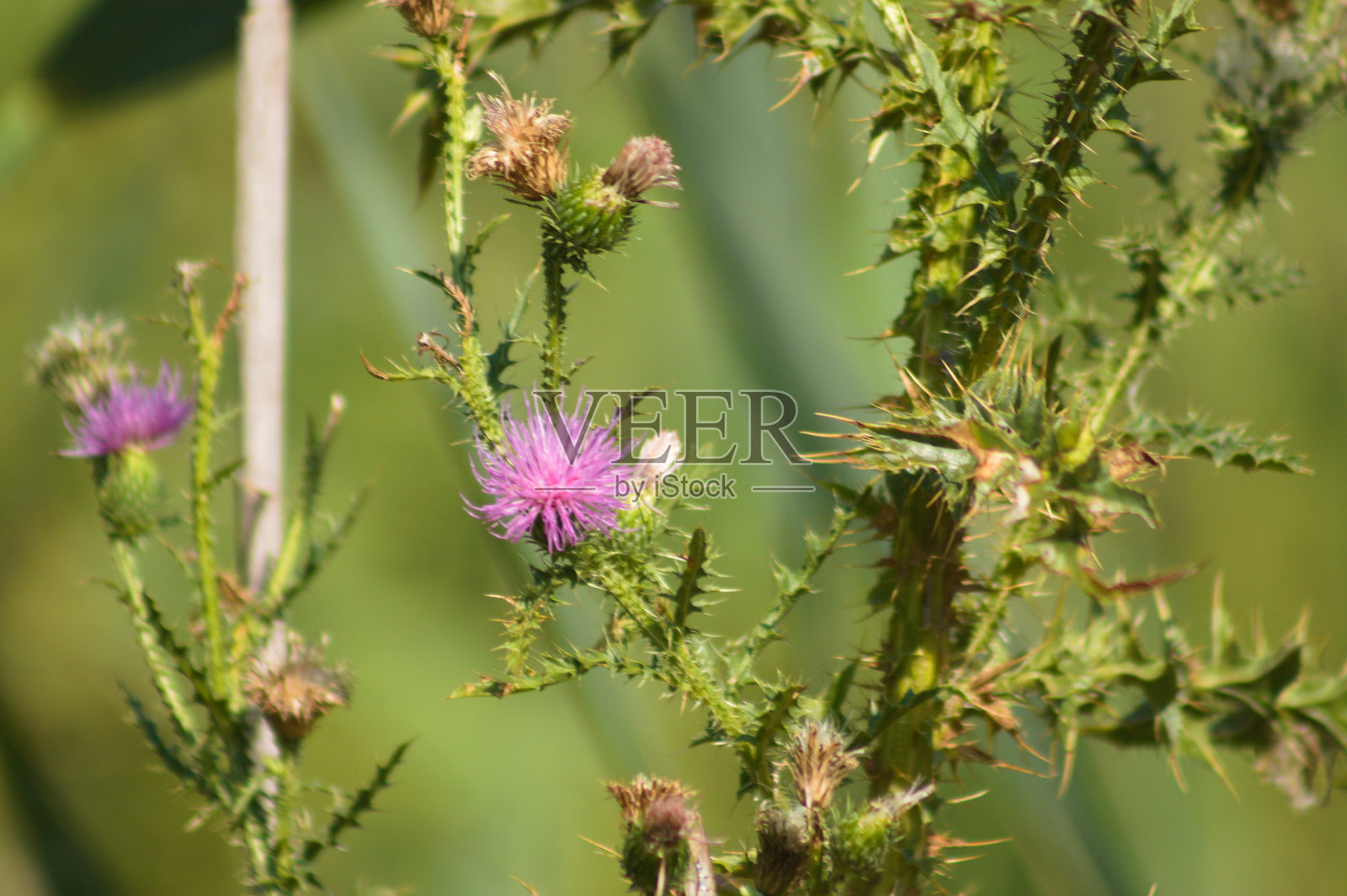 刺蓟花的特写,背景是模糊的绿色植物照片摄影图片
