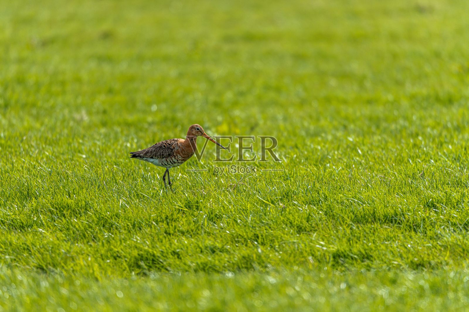 黑尾塭鹬在绿色田野上照片摄影图片